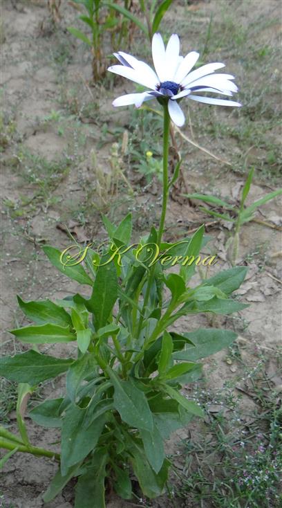  Plant